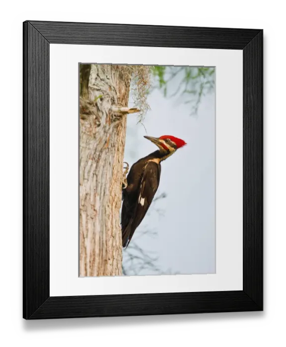 Framed Print : Piliated Woodpecker (Dryocopus pileatus) female peched on bald cypress, Caddo Lake, Texas Framed Print : Piliated Woodpecker (Dryocopus pileatus) female peched on bald cypress, Caddo Lake, Texas
