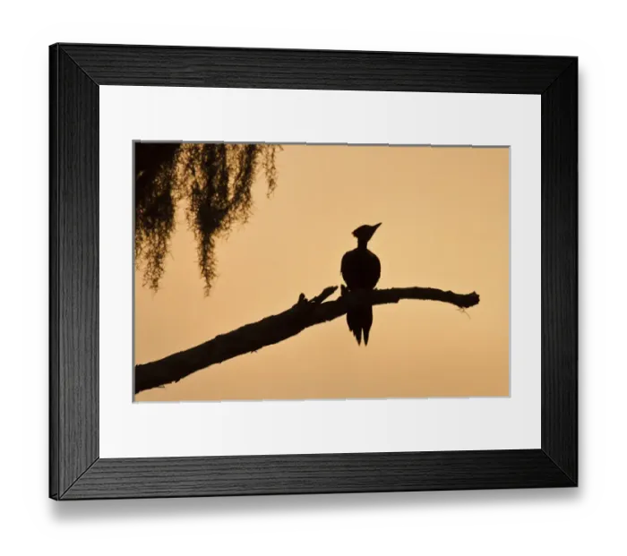 Framed Print : Piliated Woodpecker (Dryocopus pileatus) female peched on bald cypress, Caddo Lake, Texas Framed Print : Piliated Woodpecker (Dryocopus pileatus) female peched on bald cypress, Caddo Lake, Texas