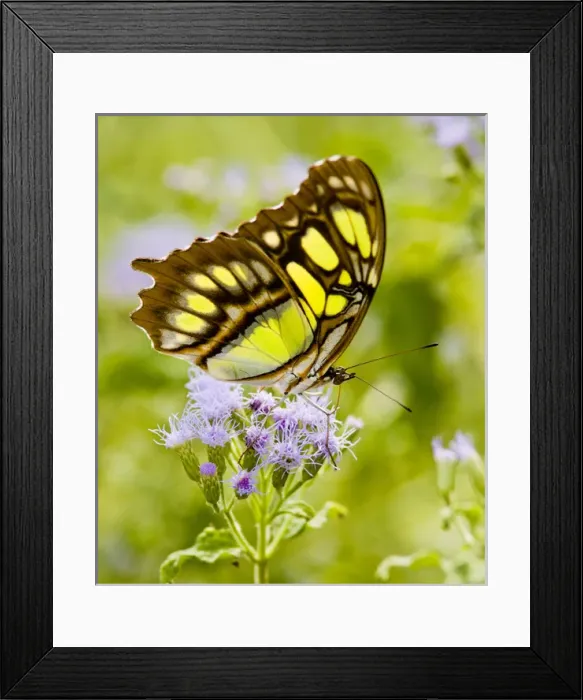 Framed Print : Malachite (Siproeta stelenes) butterfly nectaring on mist flower, Falcon State Park Framed Print : Malachite (Siproeta stelenes) butterfly nectaring on mist flower, Falcon State Park