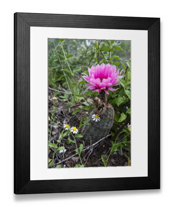 Framed Print : Fitchs Hedhog Cacuts (Echinocereus fitchii) blooming on bluff above the Rio Grande