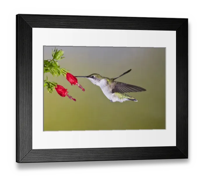 Framed Print : Ruby-throated Hummingbird (Archilochus colubris) female feeding at Turks cap flower Framed Print : Ruby-throated Hummingbird (Archilochus colubris) female feeding at Turks cap flower