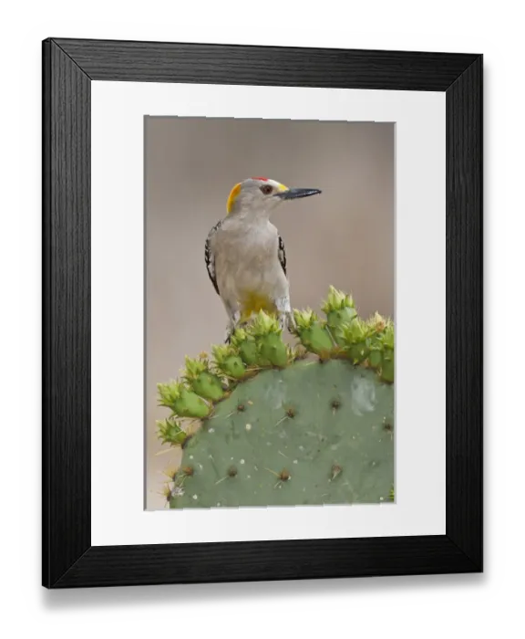 Framed Print : Golden-fronted Woodpecker (Melanerpes aurifrons) adult male perched on prickly pear