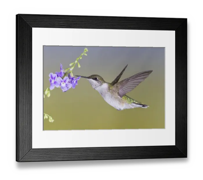 Framed Print : Ruby-throated Hummingbird (Archilochus colubris) female feeding at Turks cap flower