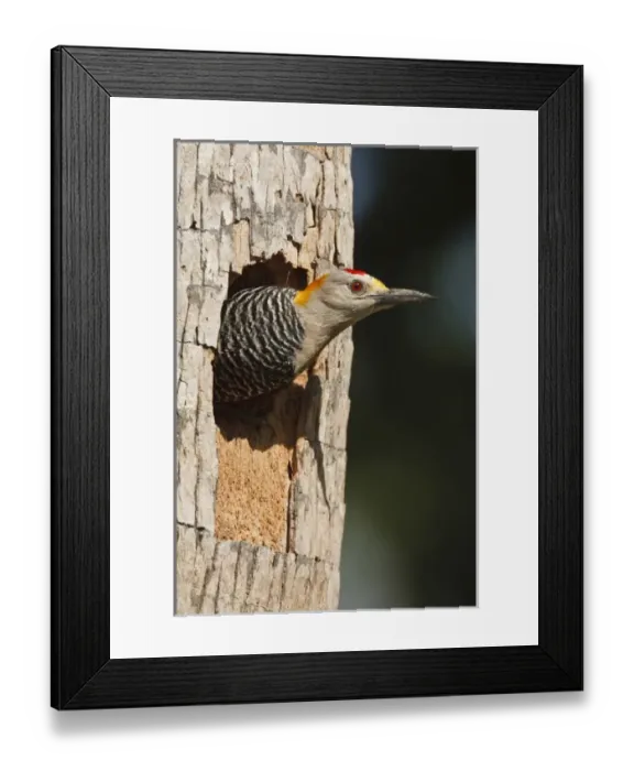 Framed Print : Golden-fronted Woodpecker (Melanerpes aurifrons) adult at nest cavity in palm, McAllen Framed Print : Golden-fronted Woodpecker (Melanerpes aurifrons) adult at nest cavity in palm, McAllen