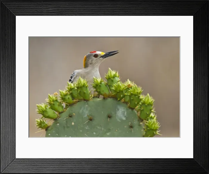 Framed Print : Golden-fronted Woodpecker (Melanerpes aurifrons) adult male perched on prickly pear Framed Print : Golden-fronted Woodpecker (Melanerpes aurifrons) adult male perched on prickly pear