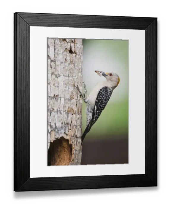 Framed Print : Golden-fronted Woodpecker (Melanerpes aurifrons) adult at nest cavity in palm, McAllen Framed Print : Golden-fronted Woodpecker (Melanerpes aurifrons) adult at nest cavity in palm, McAllen