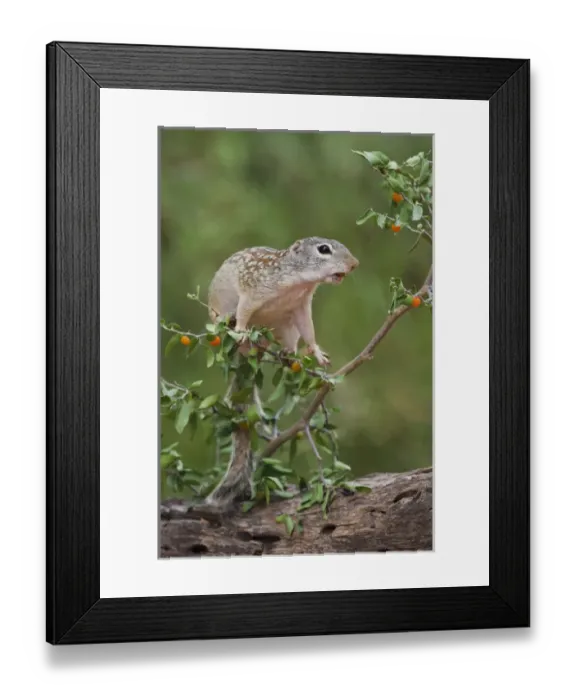 Framed Print : Mexican Ground Squirrel (Spermophilus mexicanus) feeding on granjeno (Celtis pallida)