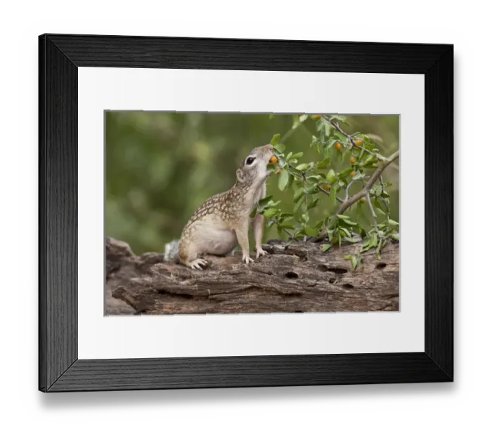 Framed Print : Mexican Ground Squirrel (Spermophilus mexicanus) feeding on granjeno (Celtis pallida)