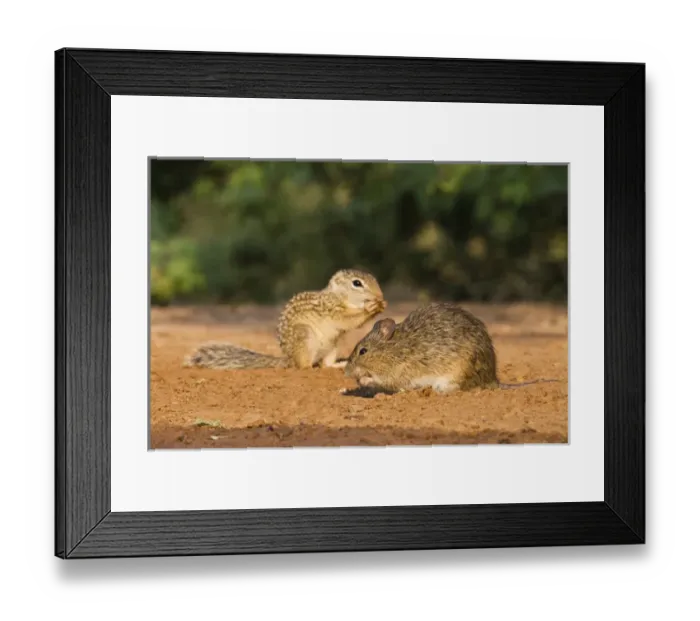 Framed Print : Hispid Cotton Rat (Sigmodon hispidus) drinking at south Texas pond with Mexican Ground