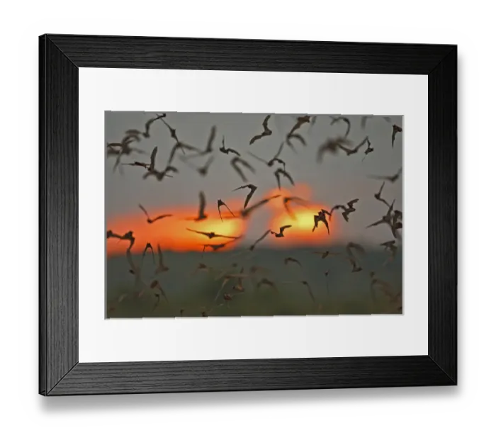 Framed Print : Mexican Free-tailed Bats (Tadarida braziliensis) emerging from Frio Bat Cave, Concan Framed Print : Mexican Free-tailed Bats (Tadarida braziliensis) emerging from Frio Bat Cave, Concan