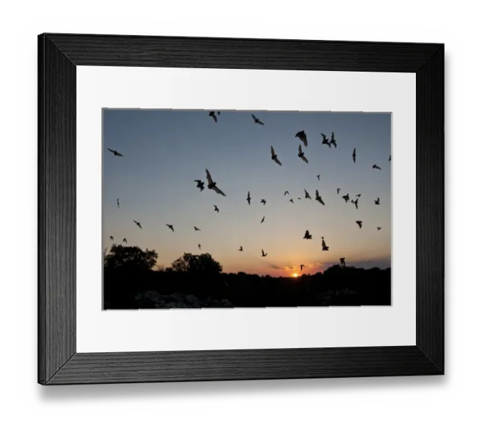 Framed Print : Mexican Free-tailed Bats (Tadarida brasiliensis) nurse colony emerging from Frio Bat Cave at sunset Framed Print : Mexican Free-tailed Bats (Tadarida brasiliensis) nurse colony emerging from Frio Bat Cave at sunset