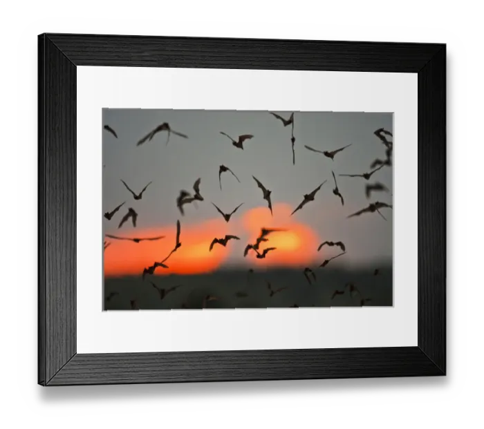Framed Print : Mexican Free-tailed Bats (Tadarida braziliensis) emerging from Frio Bat Cave, Concan Framed Print : Mexican Free-tailed Bats (Tadarida braziliensis) emerging from Frio Bat Cave, Concan