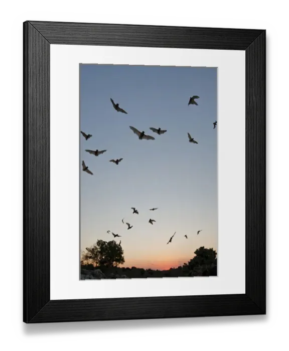 Framed Print : Mexican Free-tailed Bats (Tadarida brasiliensis) nurse colony emerging from Frio Bat Cave at sunset Framed Print : Mexican Free-tailed Bats (Tadarida brasiliensis) nurse colony emerging from Frio Bat Cave at sunset
