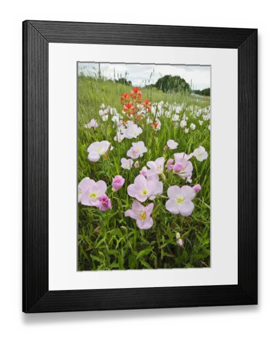 Framed Print : Pink Evening Primrose (Oenothera speciosa) and Indian Paintbrush (Castilleja indivisa) Framed Print : Pink Evening Primrose (Oenothera speciosa) and Indian Paintbrush (Castilleja indivisa)