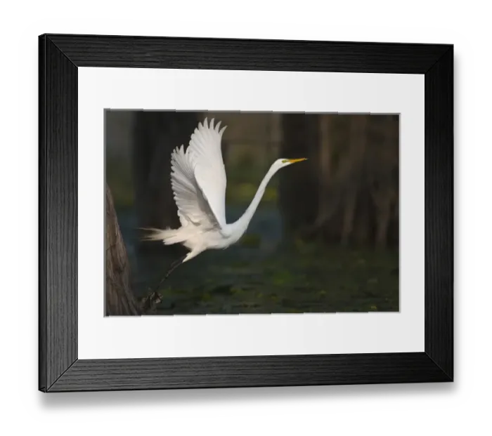 Framed Print : Great Egret (Ardea alba) on Caddo Lake, Texas Framed Print : Great Egret (Ardea alba) on Caddo Lake, Texas