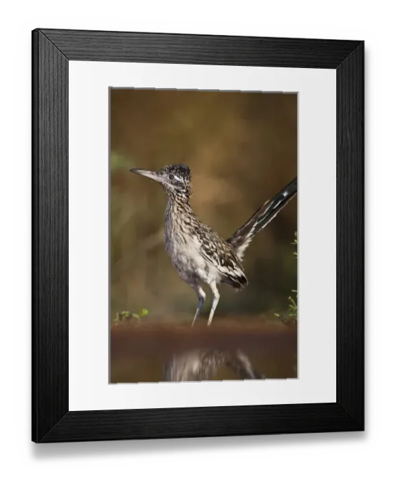 Framed Print : Greater Roadrunner (Geococcyx californianus) in Texas Framed Print : Greater Roadrunner (Geococcyx californianus) in Texas