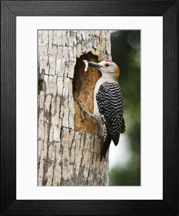 Framed Print : Golden-fronted Woodpecker (Melanerpes aurifrons) adult at nest cavity in palm, McAllen Framed Print : Golden-fronted Woodpecker (Melanerpes aurifrons) adult at nest cavity in palm, McAllen