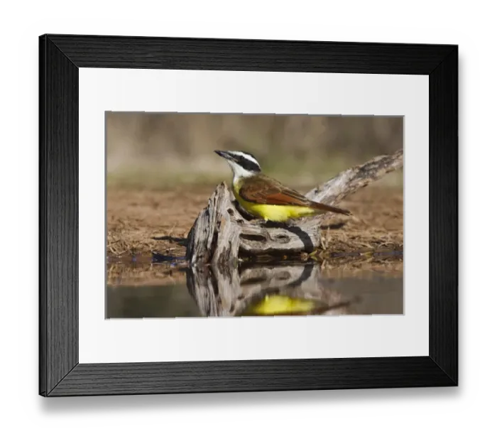 Framed Print : Great Kiskadee (Pitangus sulphuratus) adult perched in Texas Framed Print : Great Kiskadee (Pitangus sulphuratus) adult perched in Texas