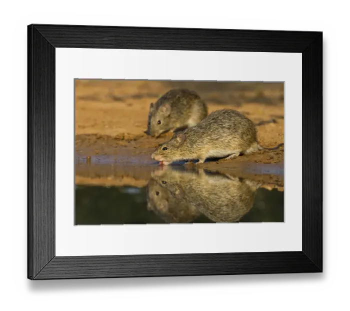 Framed Print : Hispid Cotton Rat (Sigmodon hispidus) drinking at south Texas pond Framed Print : Hispid Cotton Rat (Sigmodon hispidus) drinking at south Texas pond