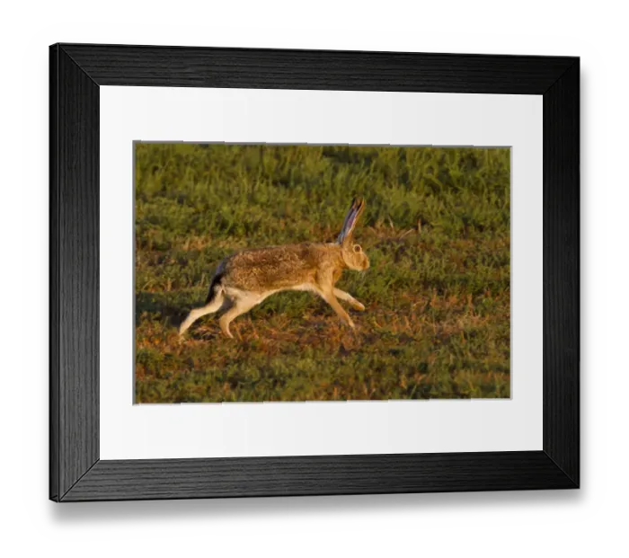 Framed Print : black-tailed jackrabbit (Lepus californicus) running, Lubbock, Texas, autumn Framed Print : black-tailed jackrabbit (Lepus californicus) running, Lubbock, Texas, autumn