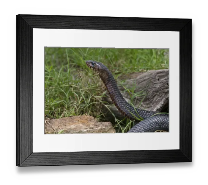 Framed Print : Indigo Snake (Drymarchon corais) drinking at south Texas pond Framed Print : Indigo Snake (Drymarchon corais) drinking at south Texas pond
