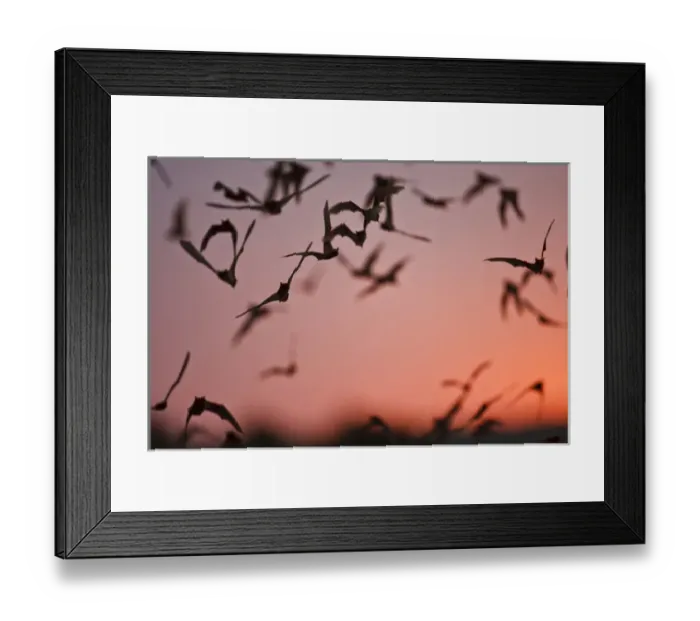Framed Print : Mexican Free-tailed Bats (Tadarida braziliensis) emerging from Frio Bat Cave, Concan Framed Print : Mexican Free-tailed Bats (Tadarida braziliensis) emerging from Frio Bat Cave, Concan