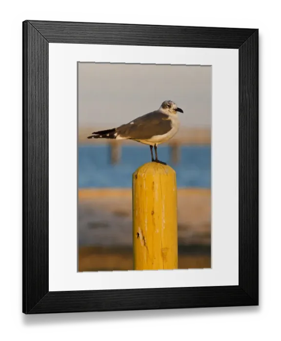 Framed Print : Laughing Gull (Larus atricilla) resting on piling, Fulton, Texas Framed Print : Laughing Gull (Larus atricilla) resting on piling, Fulton, Texas