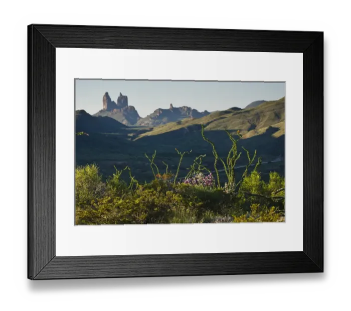 Framed Print : Ocotillo(Fouqurieria splendens) and the Mule Ears (formation) at sunrise in Big Bend National Park Framed Print : Ocotillo(Fouqurieria splendens) and the Mule Ears (formation) at sunrise in Big Bend National Park