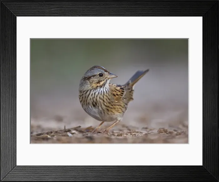 Framed Print : Lincolns Sparrow (Melospiza lincolnii) foraging for seeds, Texas, winter