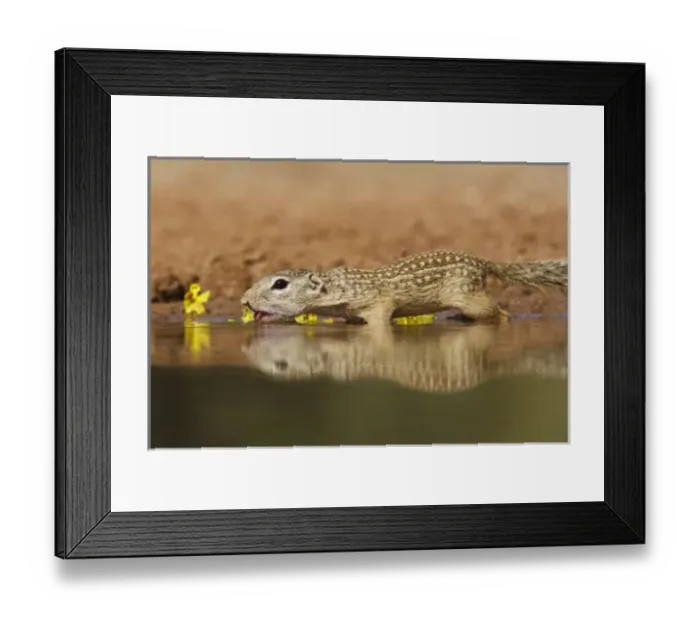 Framed Print : Mexican Ground Squirrel (Spermophilus mexicanus) drinking at a pond in south Texas Framed Print : Mexican Ground Squirrel (Spermophilus mexicanus) drinking at a pond in south Texas