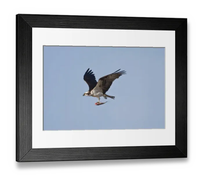 Framed Print : Osprey (Pandion haliaetus) in flght with fish, Texas
