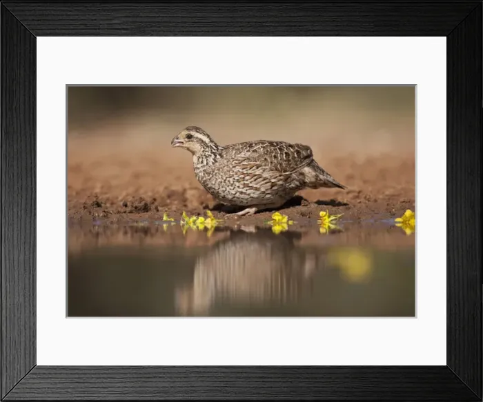 Framed Print : Northern Bobwhite (Colinus virginianus) adult female drinking at south Texas pond Framed Print : Northern Bobwhite (Colinus virginianus) adult female drinking at south Texas pond