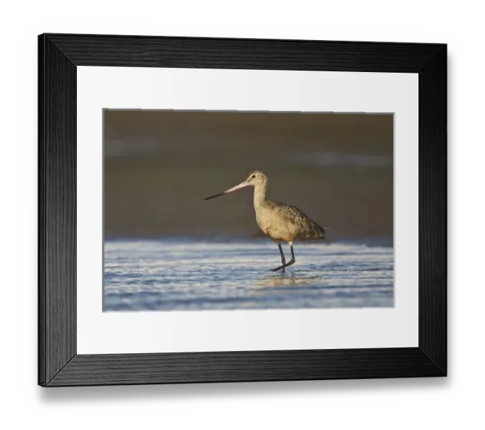 Framed Print : Marbled Godwit (Limosa fedoa) feeding in Laguna Madre, Texas