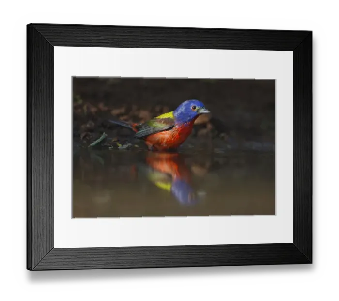 Framed Print : Painted Bunting (Passerina ciris) adult male at a south Texas pond Framed Print : Painted Bunting (Passerina ciris) adult male at a south Texas pond
