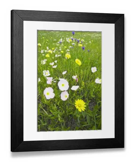 Framed Print : Pink Evening Primrose (Oenothera speciosa) on north Texas roadside Framed Print : Pink Evening Primrose (Oenothera speciosa) on north Texas roadside