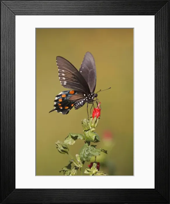 Framed Print : Pipevine Swallowtail nectaring at Turks cap flowers