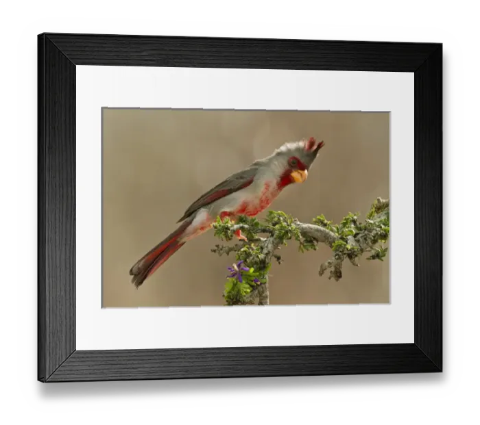 Framed Print : Pyrrhuloxia (Cardinalis sinuatus) male perched in south Texas Framed Print : Pyrrhuloxia (Cardinalis sinuatus) male perched in south Texas