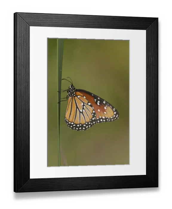 Framed Print : Queen (Danaus gilippus) butterfly sunning on cattail in south Texas