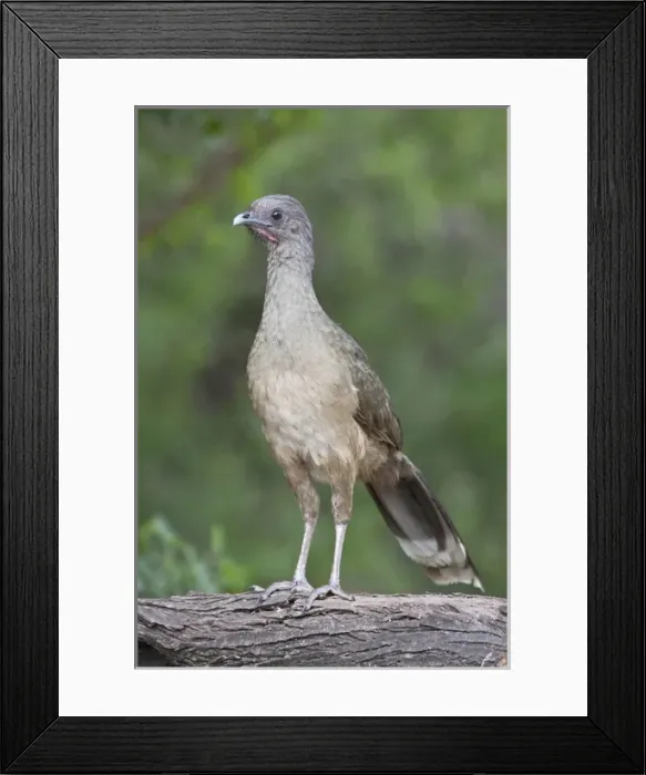 Framed Print : Chachalaca (Ortalis vetual) in south Texas Framed Print : Chachalaca (Ortalis vetual) in south Texas