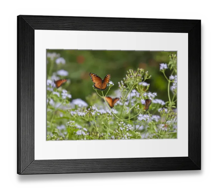 Framed Print : Queen (Danaus gilippus) butterflies nectaring in mist flowers, south Texas Framed Print : Queen (Danaus gilippus) butterflies nectaring in mist flowers, south Texas