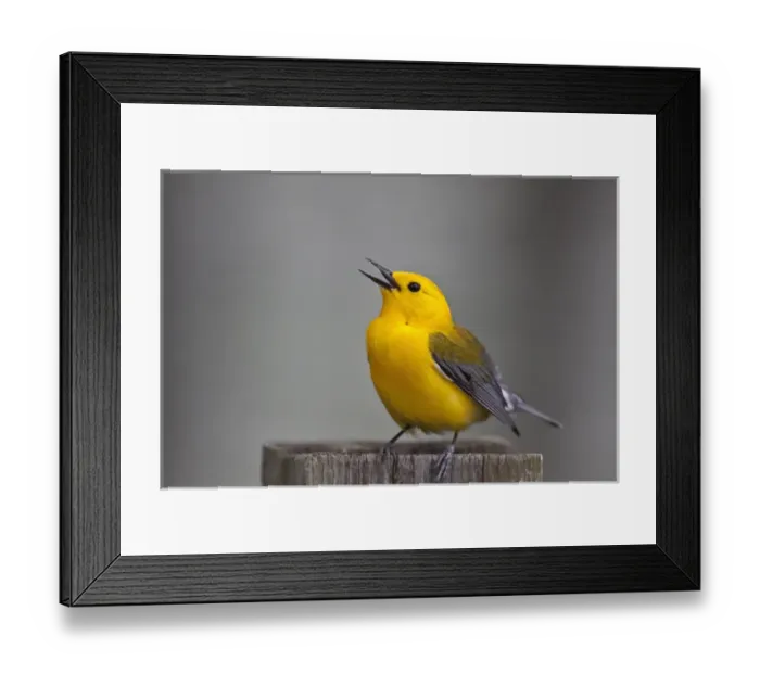 Framed Print : Prothonotary Warbler (Prothonoteria citrea) adult male in spring, Texas