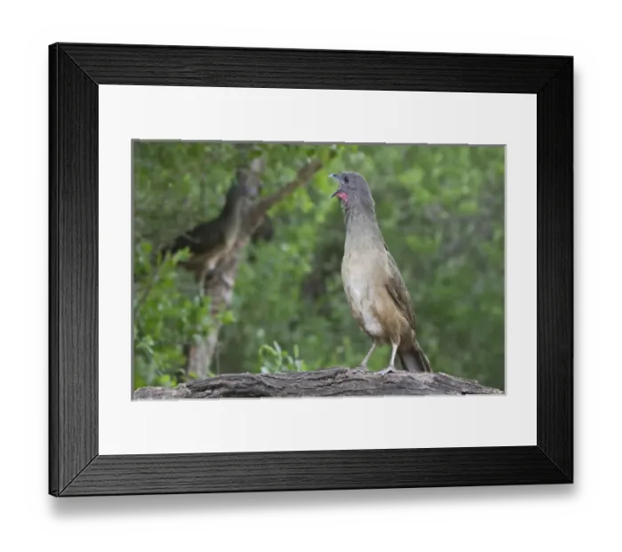 Framed Print : Chachalaca (Ortalis vetual) in south Texas Framed Print : Chachalaca (Ortalis vetual) in south Texas