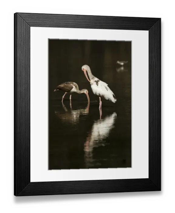 Framed Print : immature White Ibis (Eudocimus albus) feeding and preening, Santa Ana National Wildlife Refuge Framed Print : immature White Ibis (Eudocimus albus) feeding and preening, Santa Ana National Wildlife Refuge