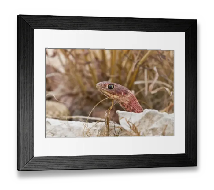 Framed Print : Western Coachwhip (Masticophis flagellum) red colored population in west Texas