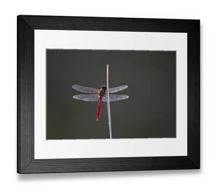 Framed Print : Roseate Skimmer (Orthemis ferruginea) male perched, south Texas Framed Print : Roseate Skimmer (Orthemis ferruginea) male perched, south Texas