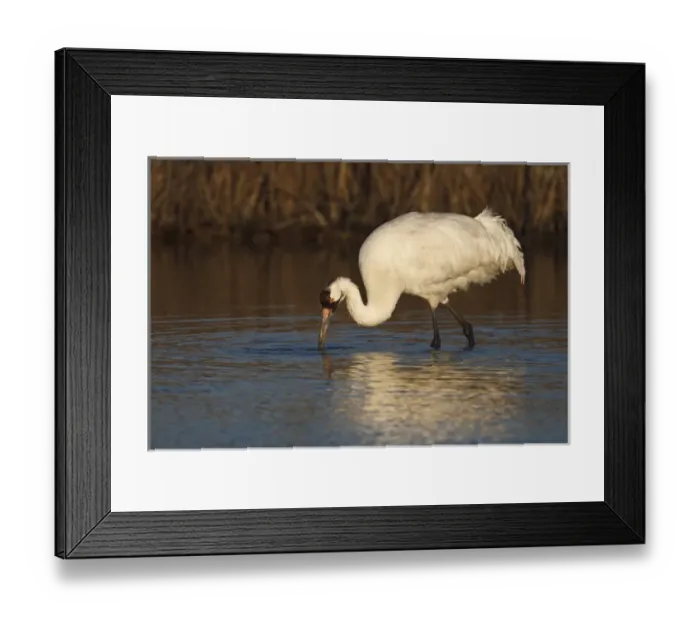 Framed Print : Whooping Crane (Grus americana) wintering at Aransas National Wildlife Refuge, Texas Framed Print : Whooping Crane (Grus americana) wintering at Aransas National Wildlife Refuge, Texas