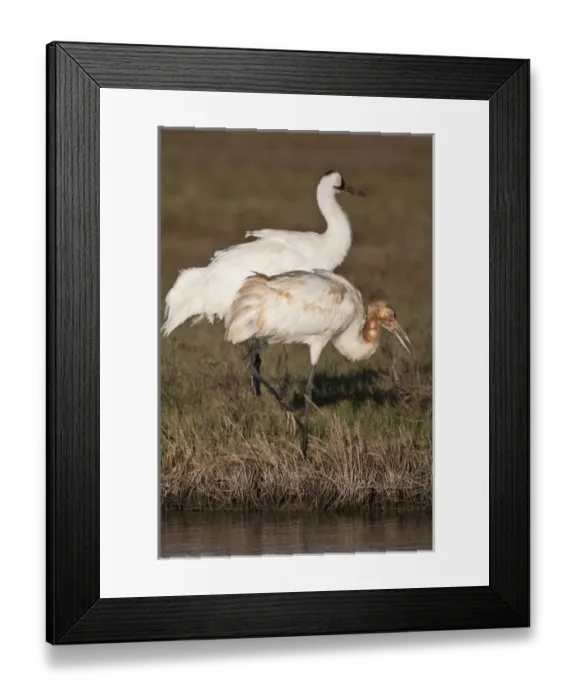 Framed Print : Whooping Crane (Grus americana) wintering at Aransas National Wildlife Refuge, Texas Framed Print : Whooping Crane (Grus americana) wintering at Aransas National Wildlife Refuge, Texas