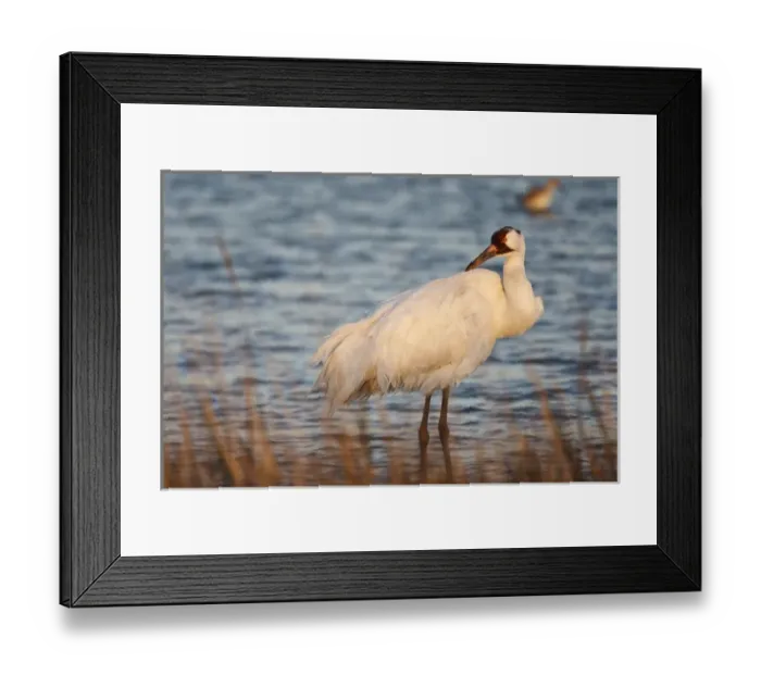 Framed Print : Whooping Crane (Grus americana) wintering at Aransas National Wildlife Refuge, Texas