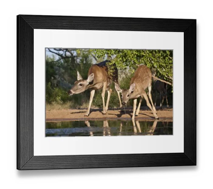Framed Print : White-tailed Deer (Odocoileus virginianus)adult female and young drinking at ranch Framed Print : White-tailed Deer (Odocoileus virginianus)adult female and young drinking at ranch