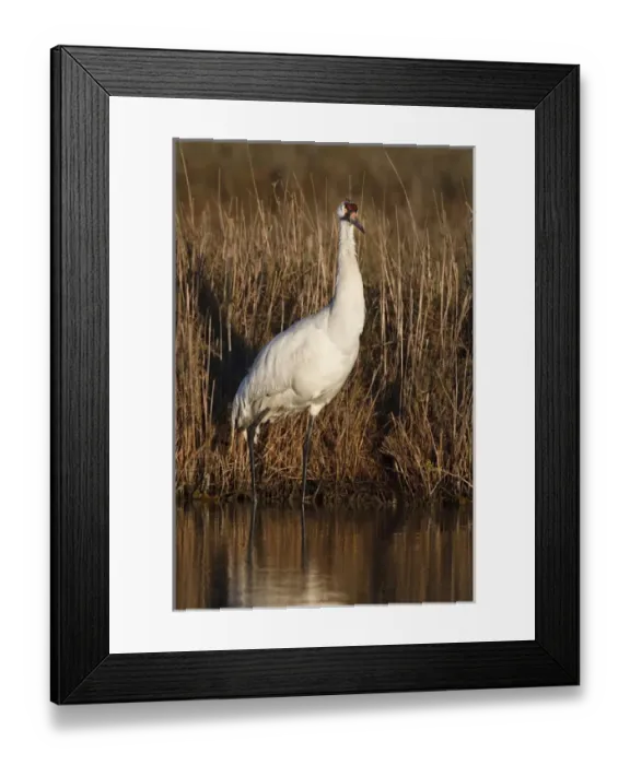 Framed Print : Whooping Crane (Grus americana) wintering at Aransas National Wildlife Refuge, Texas Framed Print : Whooping Crane (Grus americana) wintering at Aransas National Wildlife Refuge, Texas